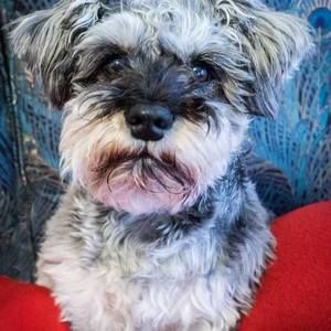 Meet your Posher, Max